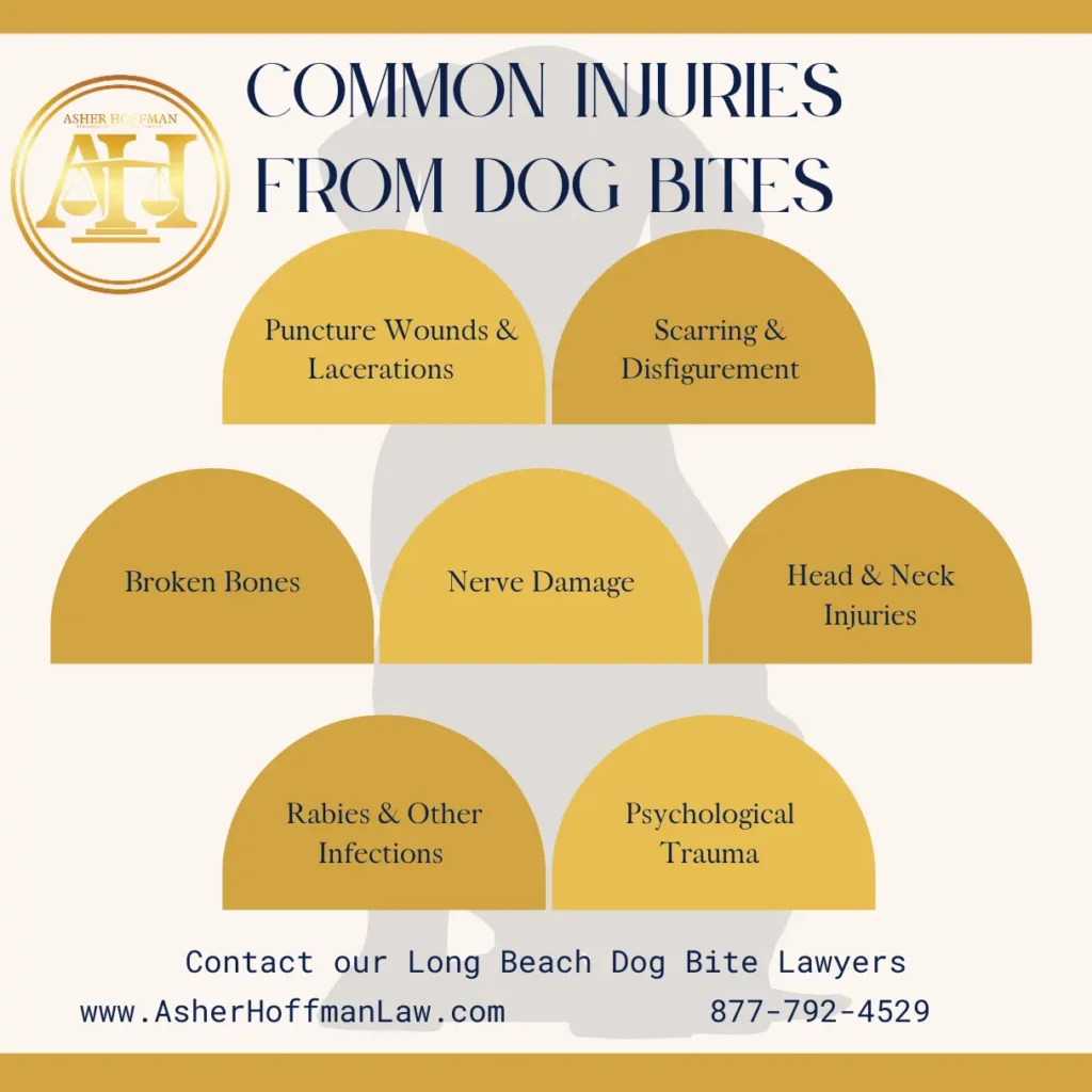 This infographic shows the common injures from dog bites